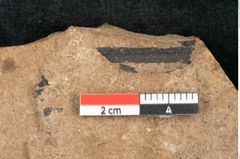 Foto (Detailansicht) von Pinus palaeostrobus Ettingshausen (NHMW-GEO-2024-0188-8264)